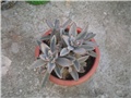 Kalanhoe tomentosa